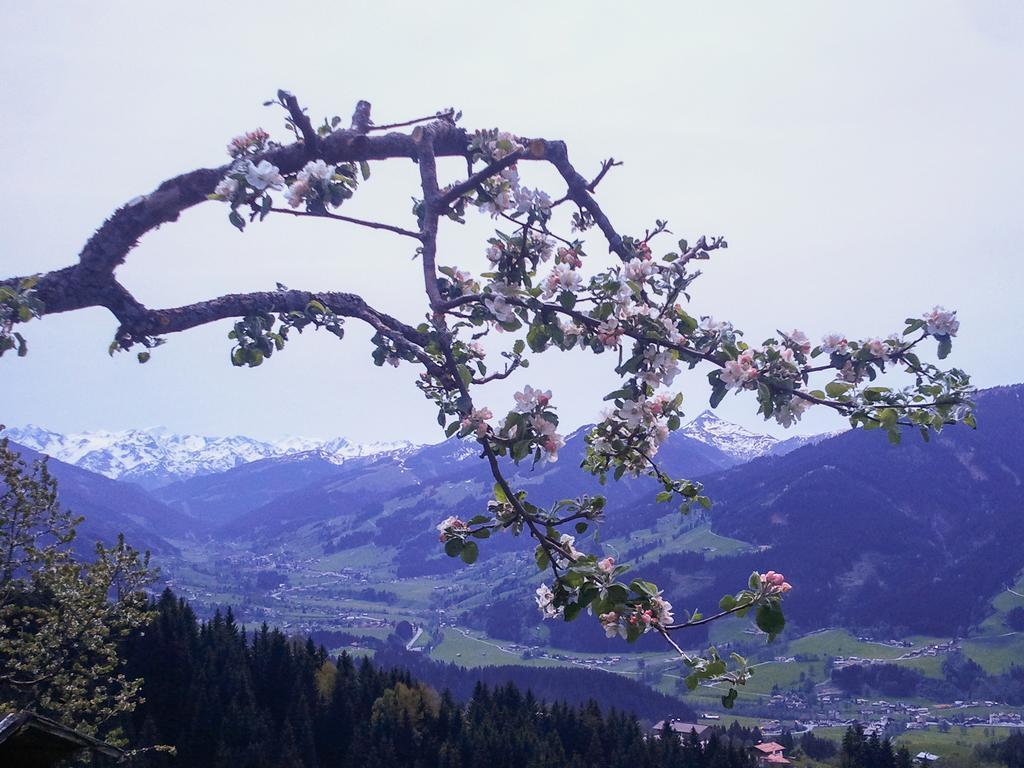 Appartement Hof Hamoos à Kitzbühel Extérieur photo